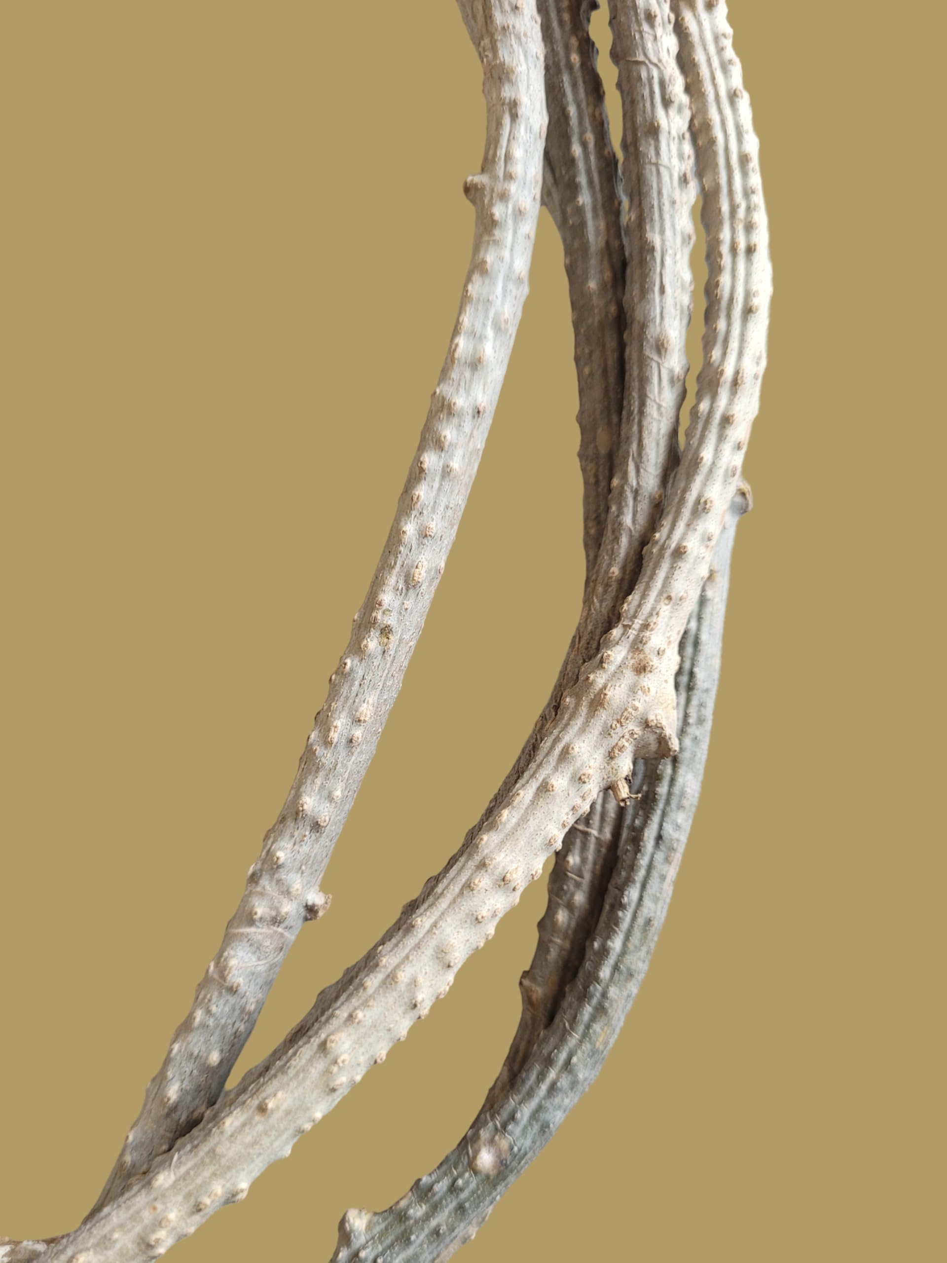 Fresh Neem Giloy Sticks (100-Inch Long) – Premium Fresh Guduchi Stems for Immunity Booster & Ayurvedic Wellness – Handpicked Natural Tinospora Cordifolia — Amazon image 4