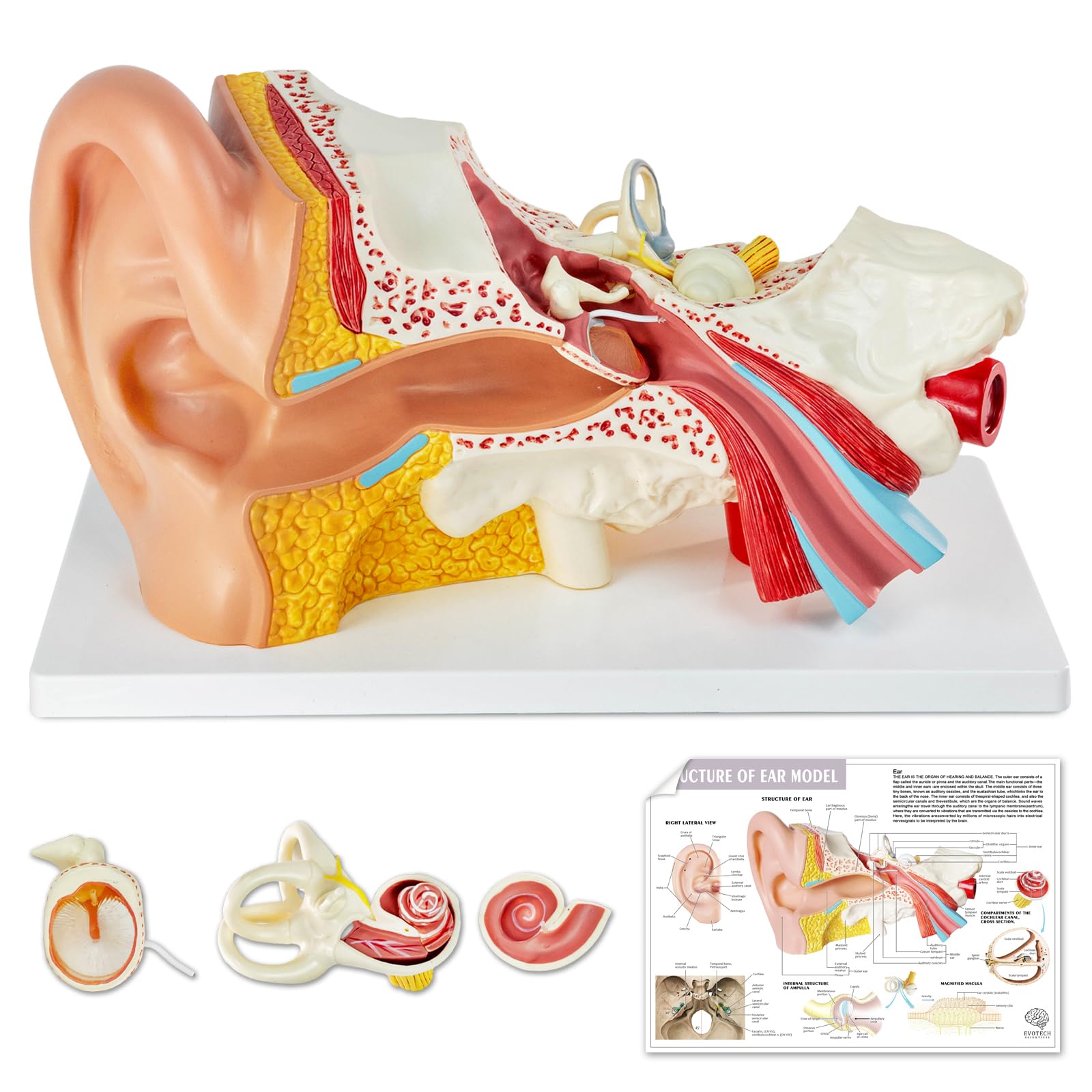 3X Vergrößerung 4-Teil Ohr Anatomisches Modell Äußeres mittleres Innenohr Modell für medizinische Anatomie und Physiologie Studie Forschung Lehre Display mit Basis, vergrößerte menschliche Ohr Modell