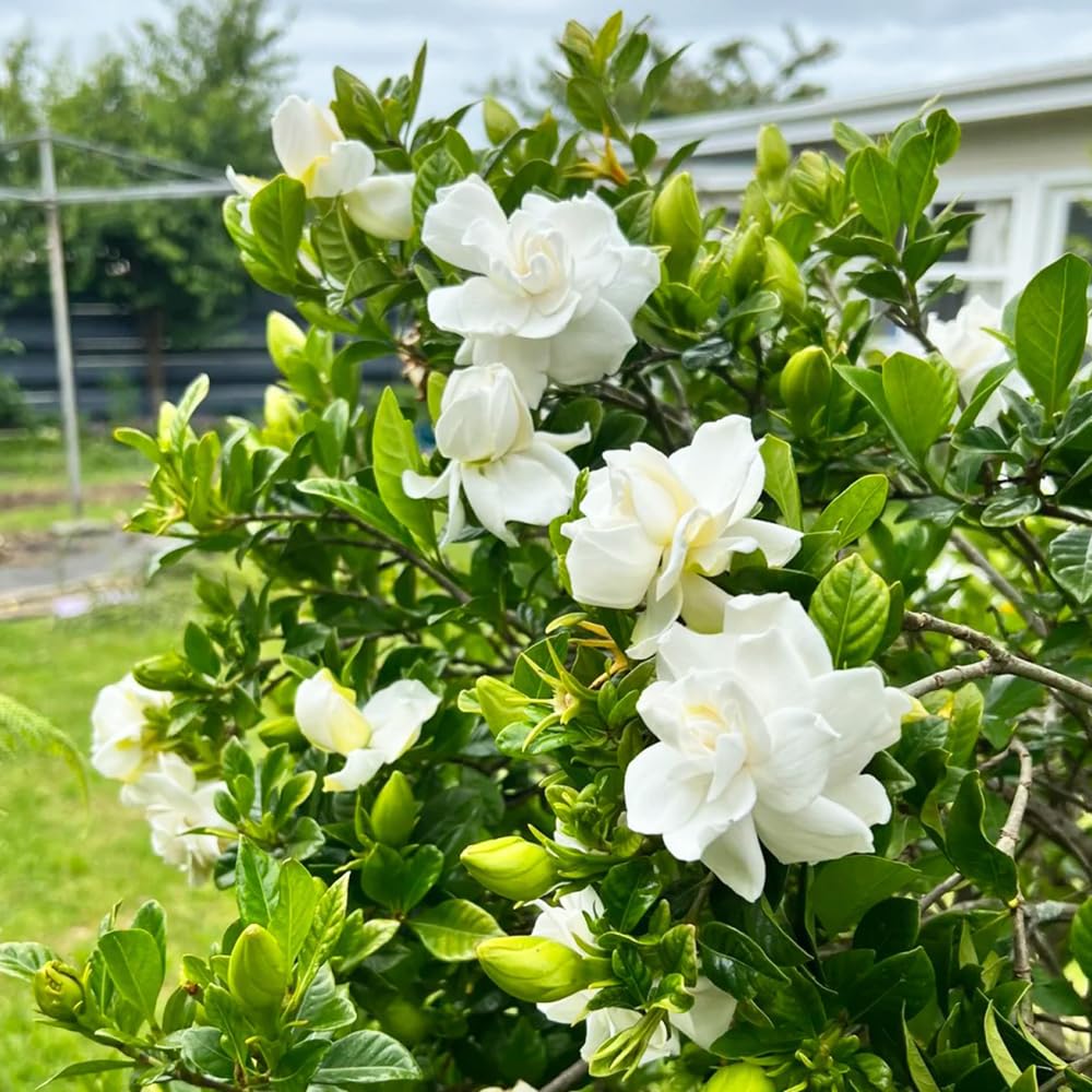 Gardenia jasminoides - ufficio ornamentali giardino balcone interno rampicante pendenti, 20piante
