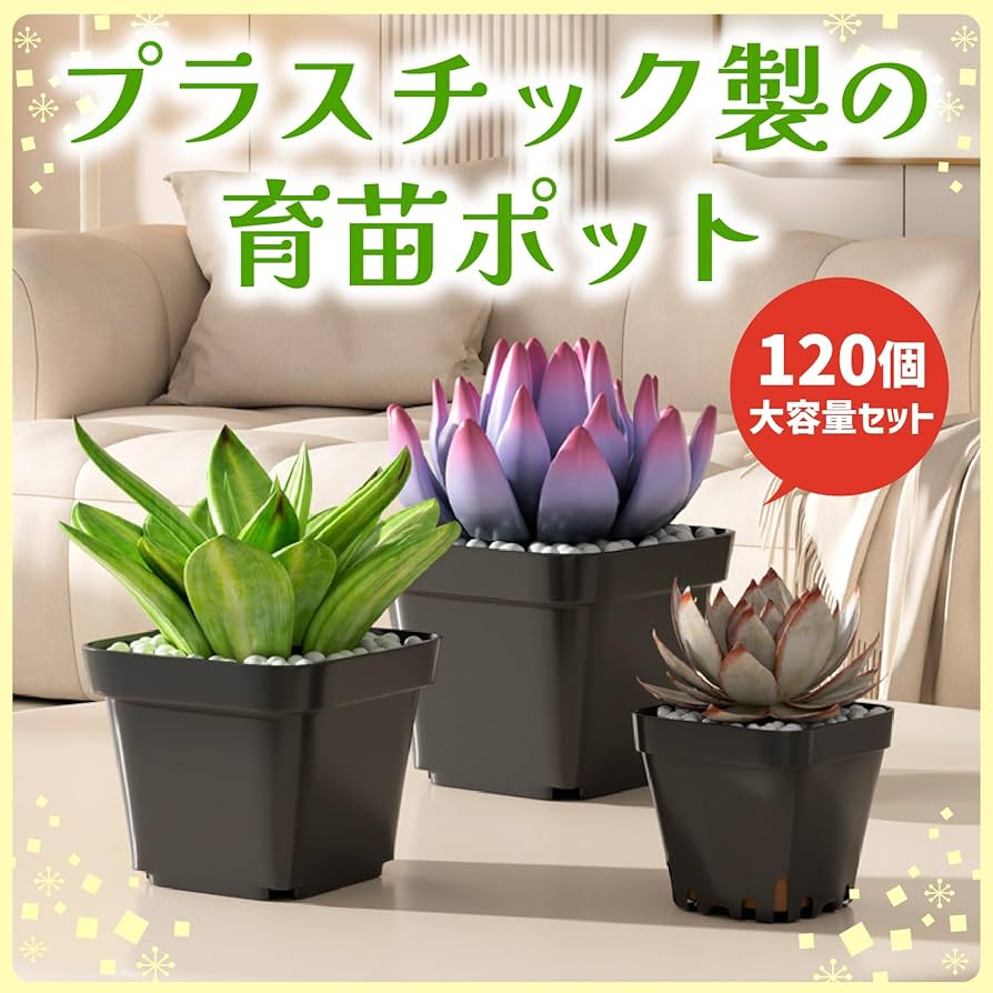 【希少】ブルセラ　パラドクサ　実生株②　ポットごと発送 希少】ブルセラ パラドクサ 実生株③ ポットごと発送 - メルカリ