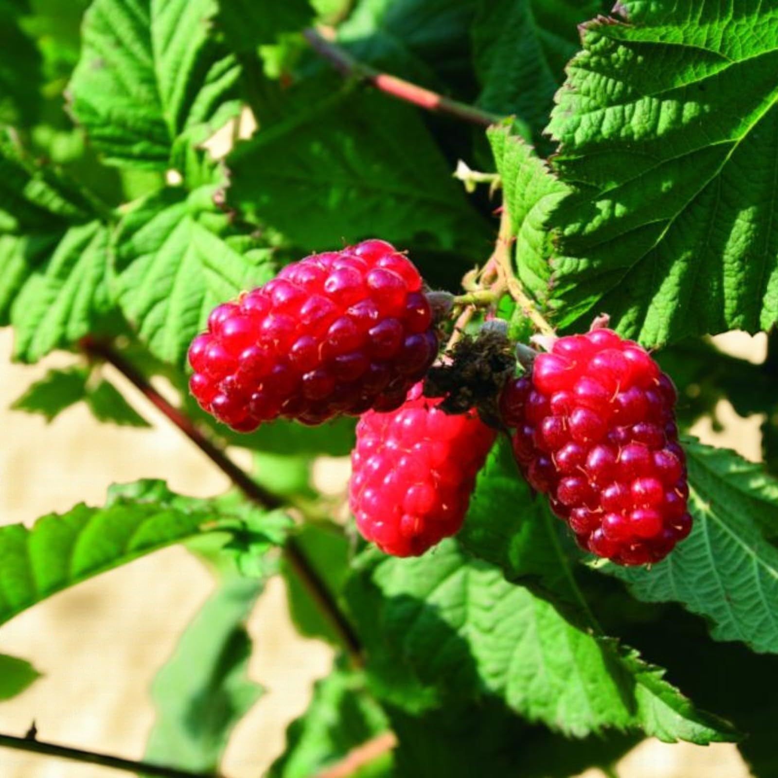 Carbeth Plants Tayberry Fruit Plant in 9cm Pot - Raspberry & BlackBerry Hybrid Fruit - Heavy Cropping Buckingham, Medana or Mixed Varieties for Garden (Buckingham, 1)