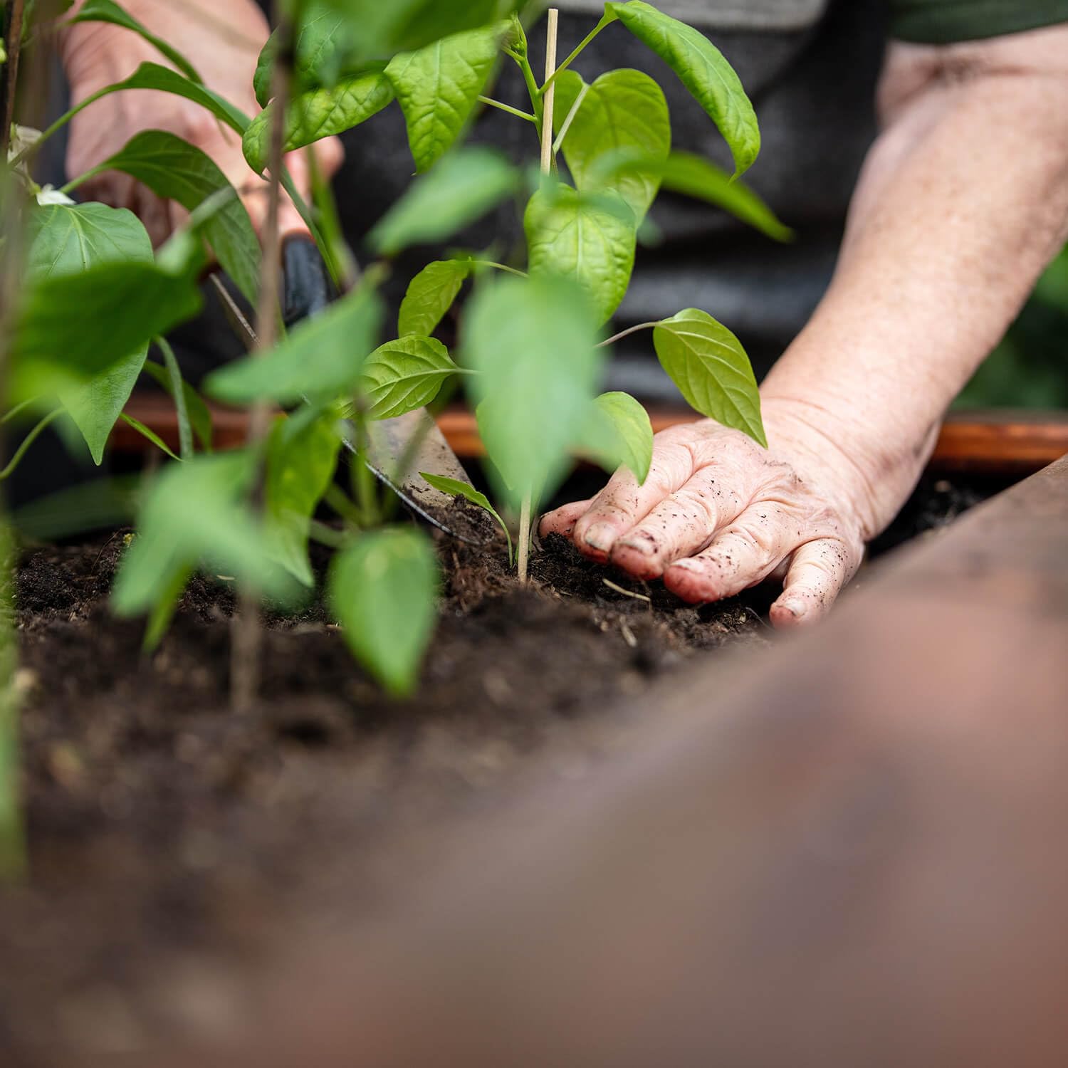 GALAMIO - Hochbeeterde und Gemüseerde – organisch gedüngte Pflanzerde und Gartenerde mit Kompost für Hochbeet, Kräuter und Gemüsepflanzen – 70 l pro Sack – 30 Säcke auf Palette