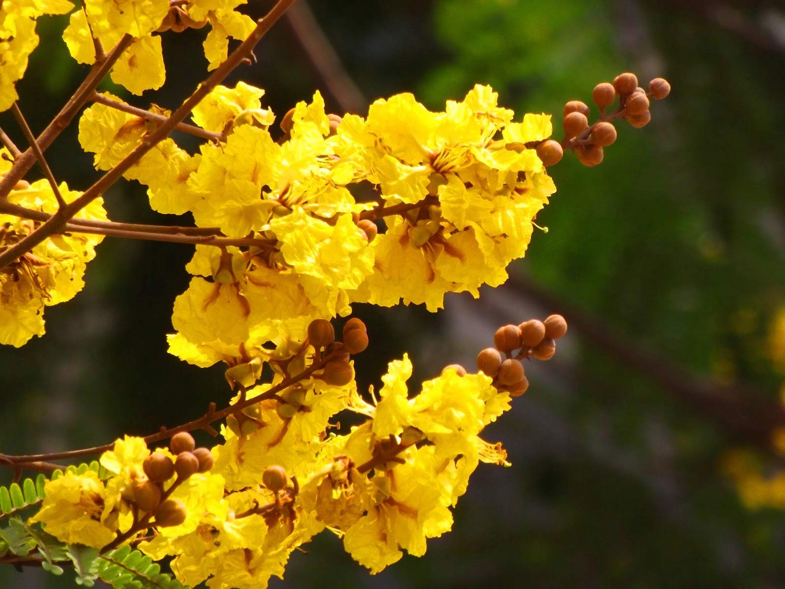 GreenCaart Furush Lagerstroemia Flower Live Plant Yellow Colour (Pack of 1) (B0B51R1SG8) Amazon Price History, Amazon Price Tracker