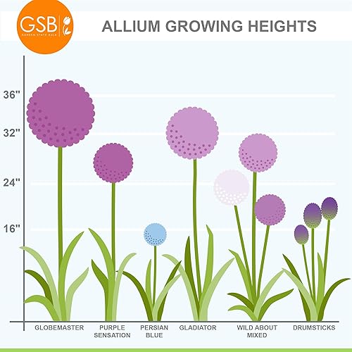 Miniatura 9 de Garden State Bulb Gladiator Allium - Bulbos de flores, 7.1 in, plantación de otoño (bolsa de 30)