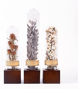 3Pcs Dried Flower Decor,Knick Knacks for Shelves,Cool Stuff for Bookshelf,Small Plants Decor for Office Shelves,Natural Green Plants Boho Shelf Decor,Apothecary Decor,Unique Gifts for Women,Friends