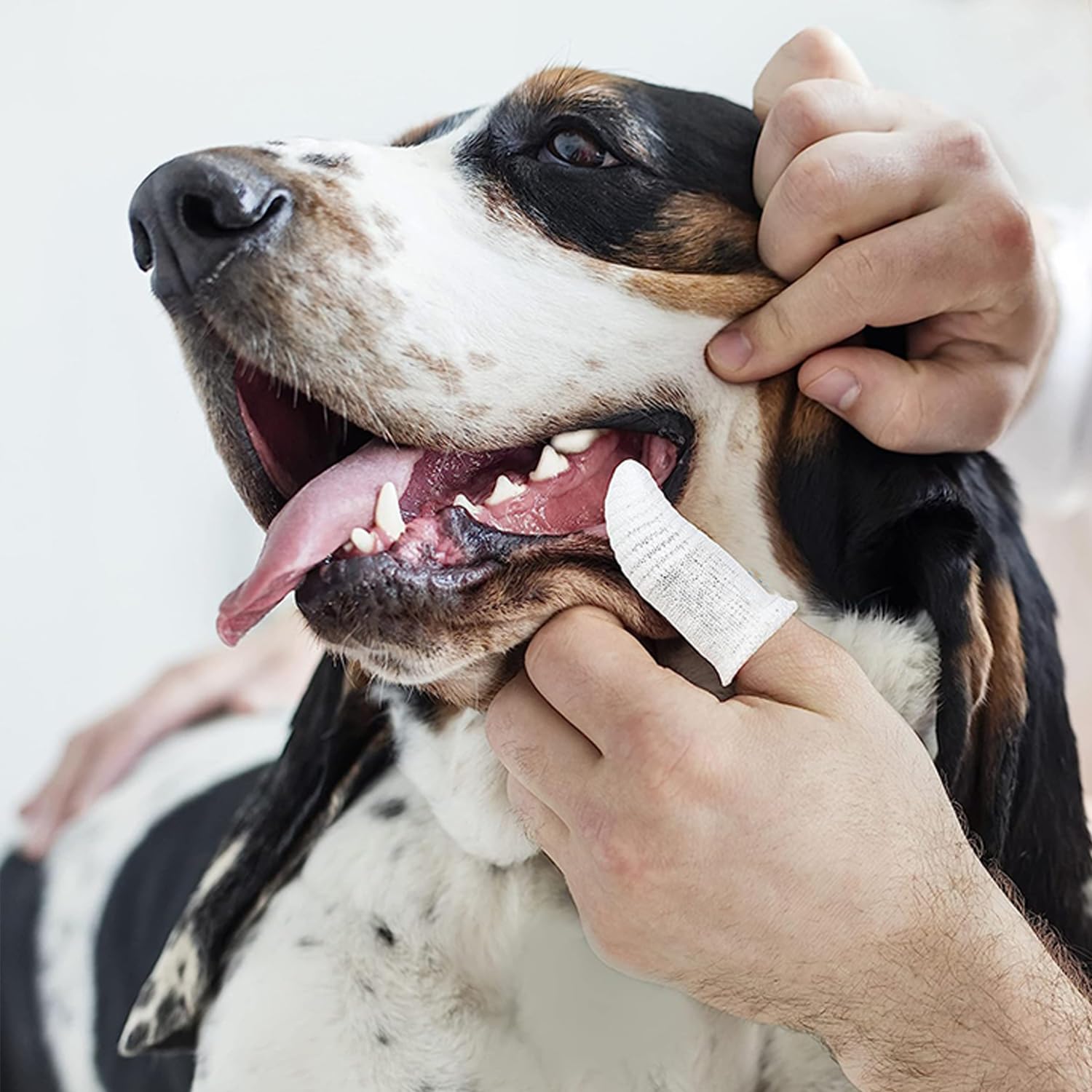 Pet Republique Kit de cepillo de dientes de tela suave para perros y gatos, lavable y reutilizable (6 unidades)