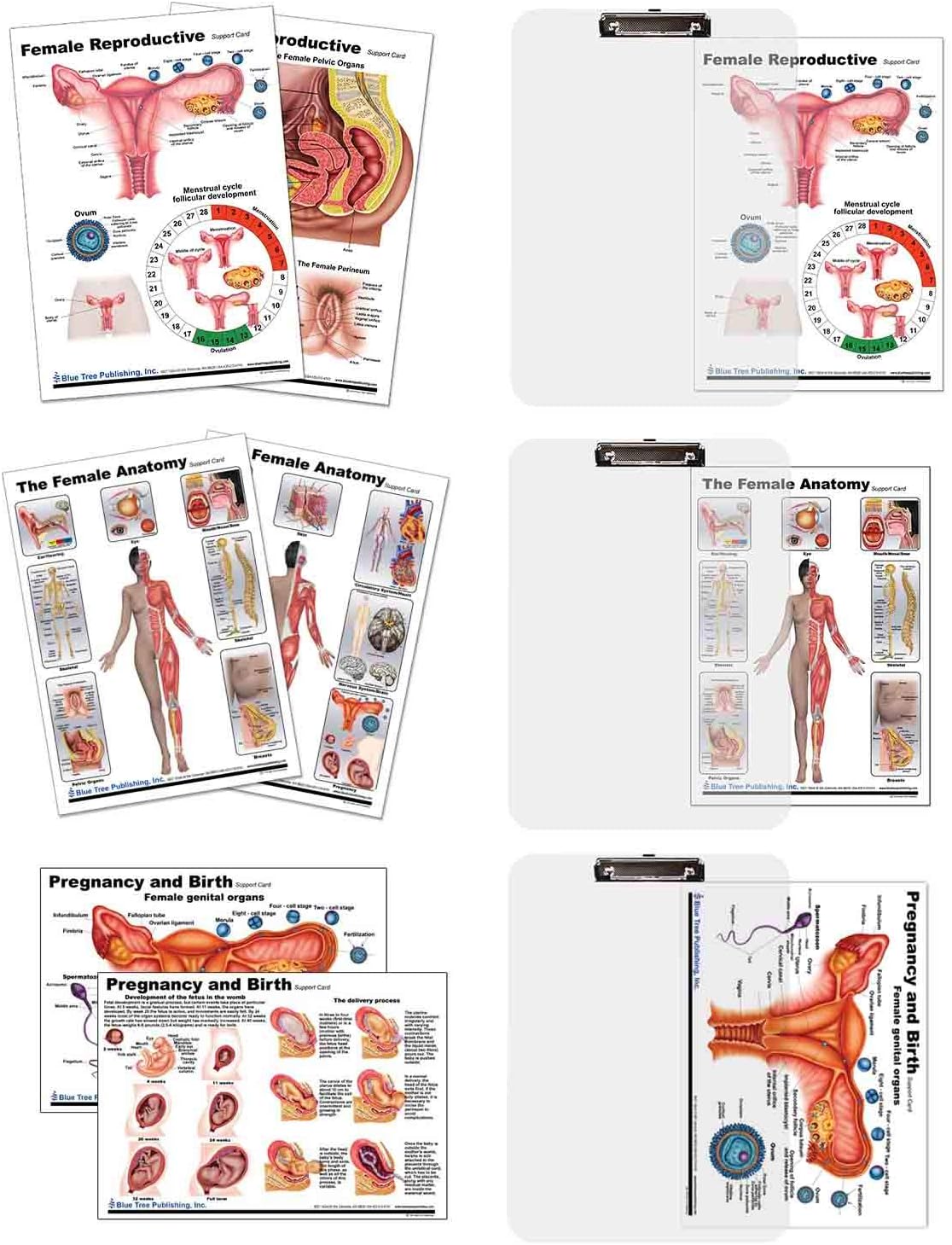 Female Anatomy, Pregnancy and Birth, Female Reproductive Chart with Insert clipboard