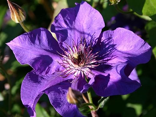 Miniatura 5 de Clematis The President  3 plantas vivas en macetas de cultivadores de 3.9in  Clematis 'The President'  Plantas de iniciación listas para el jardín