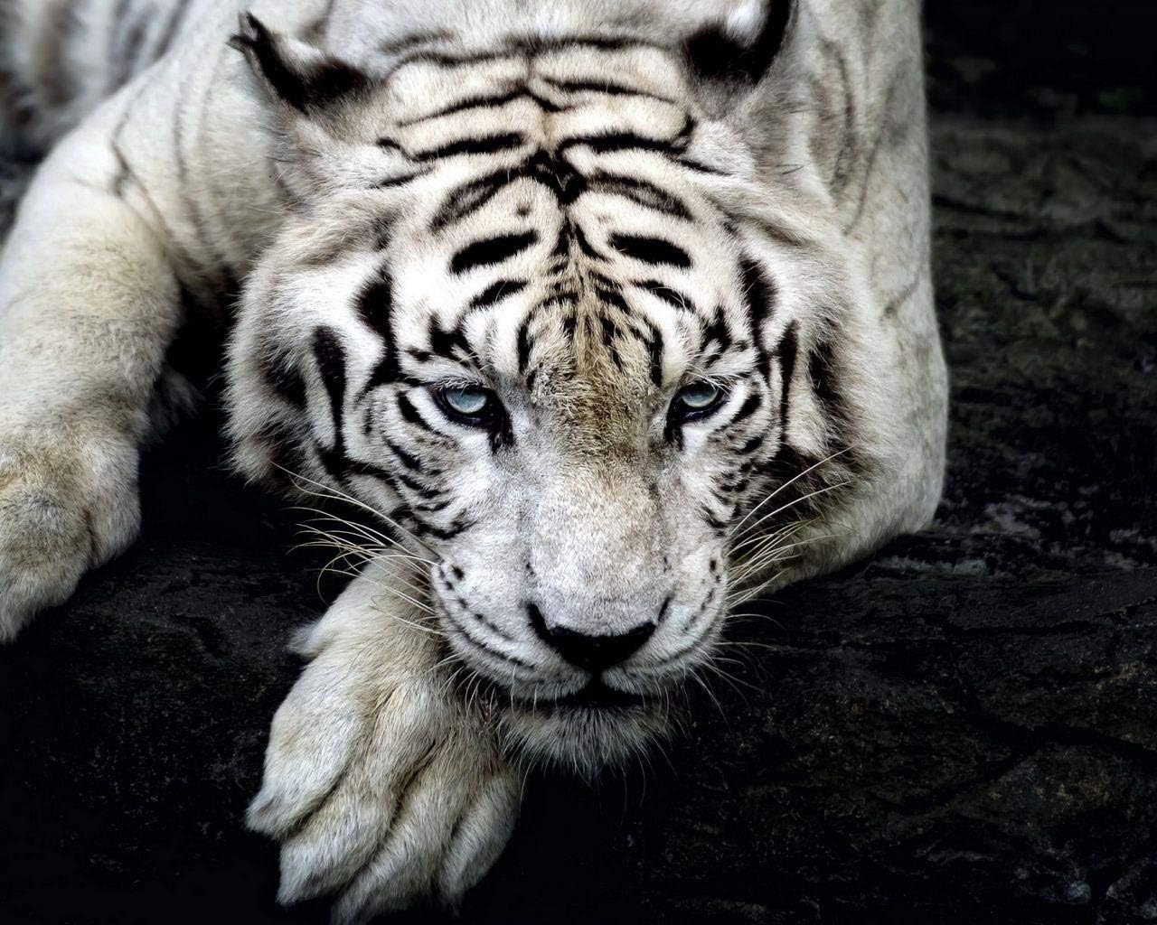 Amazon 数字で描くアクリル絵の具の色原稿タイガーホワイトタイガー捕食者一瞥足diy数字で描くデジタル絵画現代アートオイルクリスマスの誕生日の家の装飾 カスタマイズ可能 50x65cmフレームなし 絵具 通販