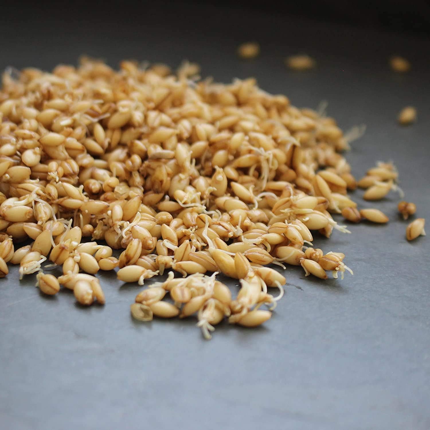 Organic Hulless Sprouting Barley - 5 Lb - Non-GMO Barley Seed - Husk Removed - Excellent Germination - for Sprouts, Barleygrass, Ornamental Grass, Emergency Supply, More