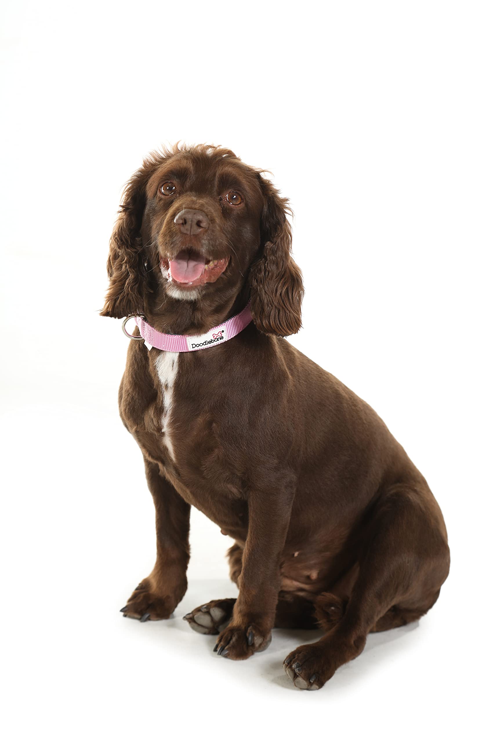 Doodlebone, Dog Collar, Adjustable Strong Collar with Secure D Ring - Image 3