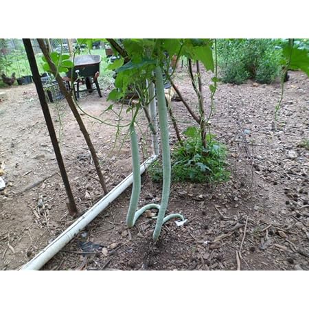 Long Snake/Serpent Gourds, Chichinda, Grow 8 to 10 feet