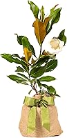 Vista 1 de Southern Magnolia Sympathy Gift Tree by The Magnolia Company - Get Beautiful and Fragrant Flowers on Lush in Memory Magnolia Tree Gift - Can Not