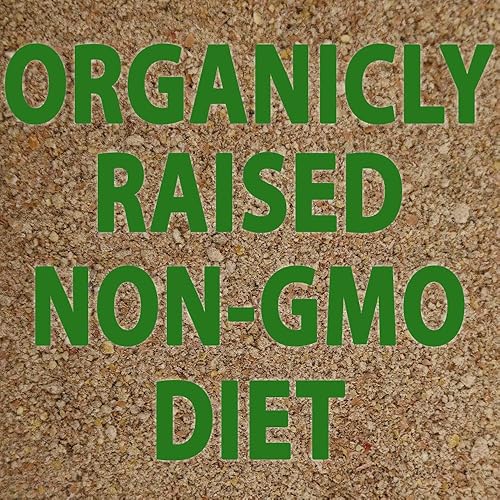 Miniatura 3 de Cucarachas Dubia pequeñas orgánicas cargadas con intestino vivo de 100 unidades (1/4"-1/2") – Alimento alternativo de cricket para dragón barbudo,