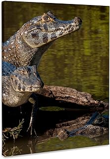 3dRose, Brazil, Cuiaba River, Pantanal Wetlands, Three Yacare Caiman., Museum Grade Canvas Wrap 8x10
