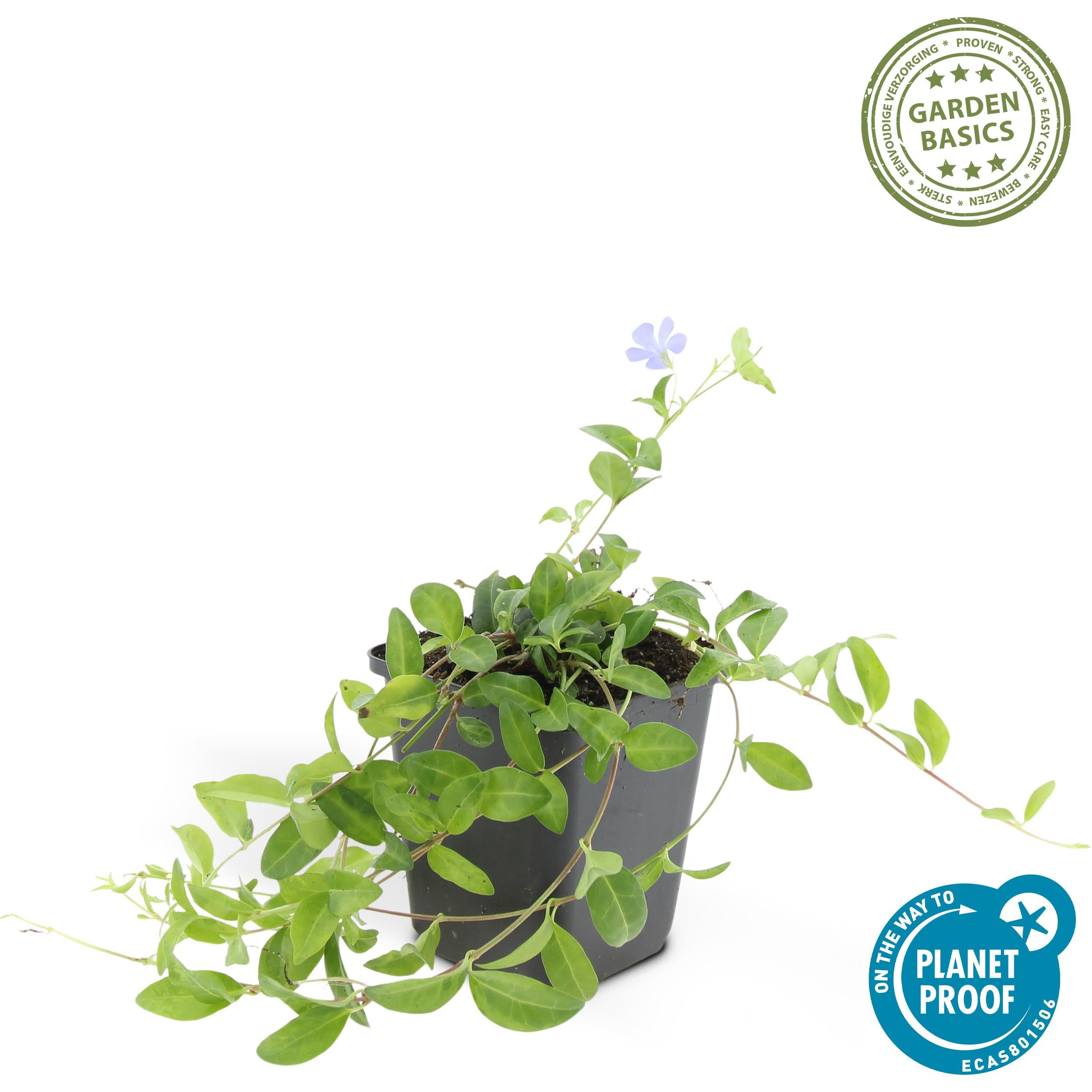 Vinca minor 'La Grave' | 6 stuks - 10-25cm - Ø9cm - Planta de jardín