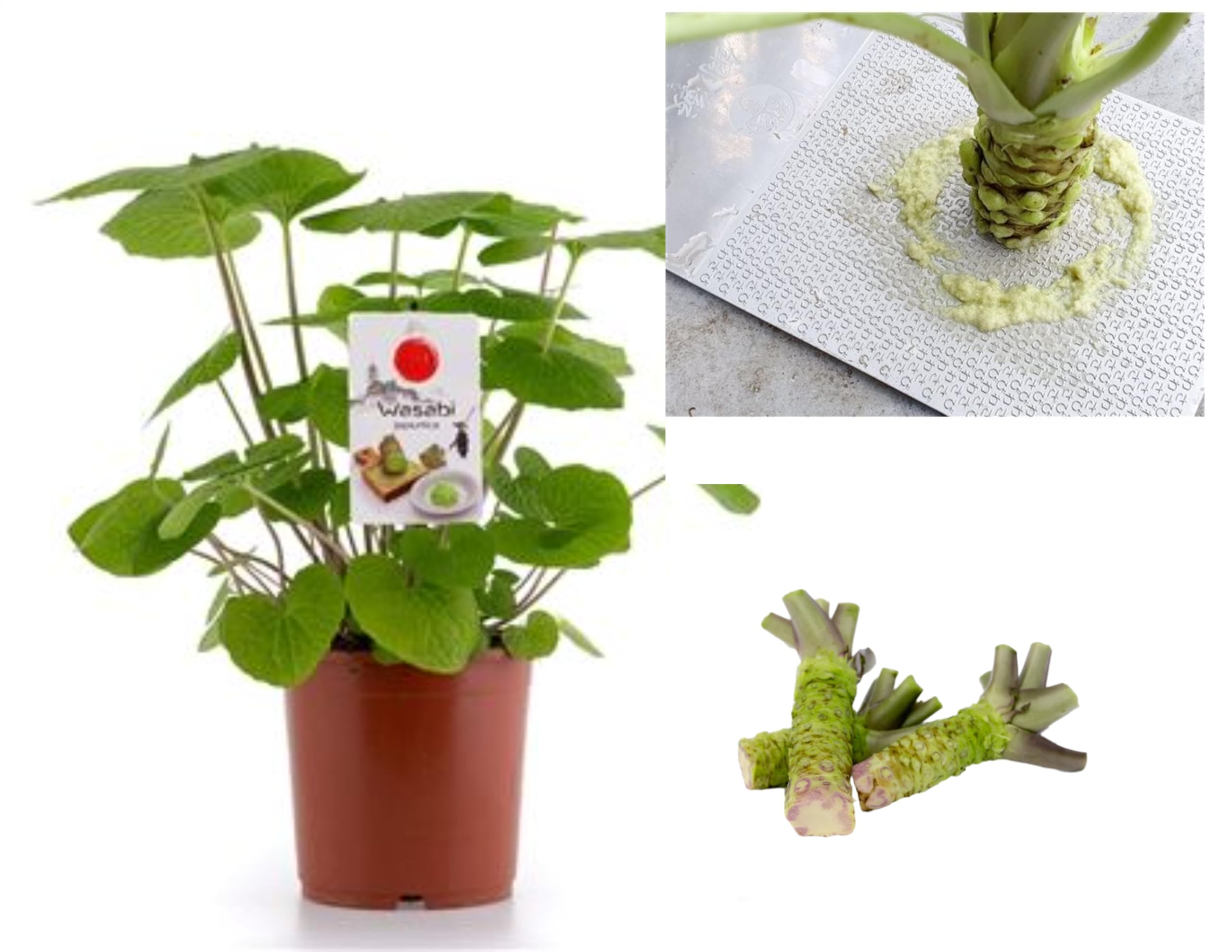 Real Wasabi Plant - in 12cm Pot - Grow Your own Fresh Wasabi Paste - Shade Tolerant Plant