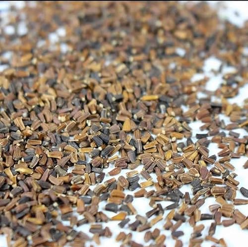 Miniatura 5 de 1000 semillas Crown Daisy - Rau Tan O - Guirnalda de verduras de crisantemo Chuleta de crisantemo Suey Green| Sin OMG | Orgánico | Heirloom