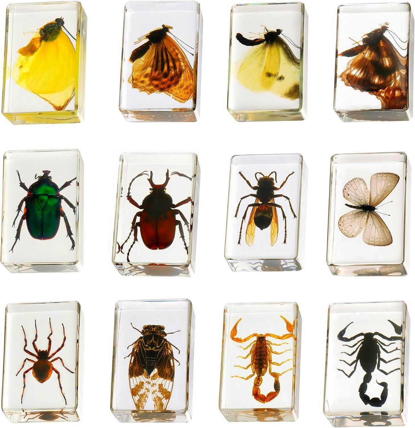 12 Pcs Insect in Resin Collection - Educational Bugs Specimen Set for Kids, Perfect for Preschool, Classroom Science, and Home Displays