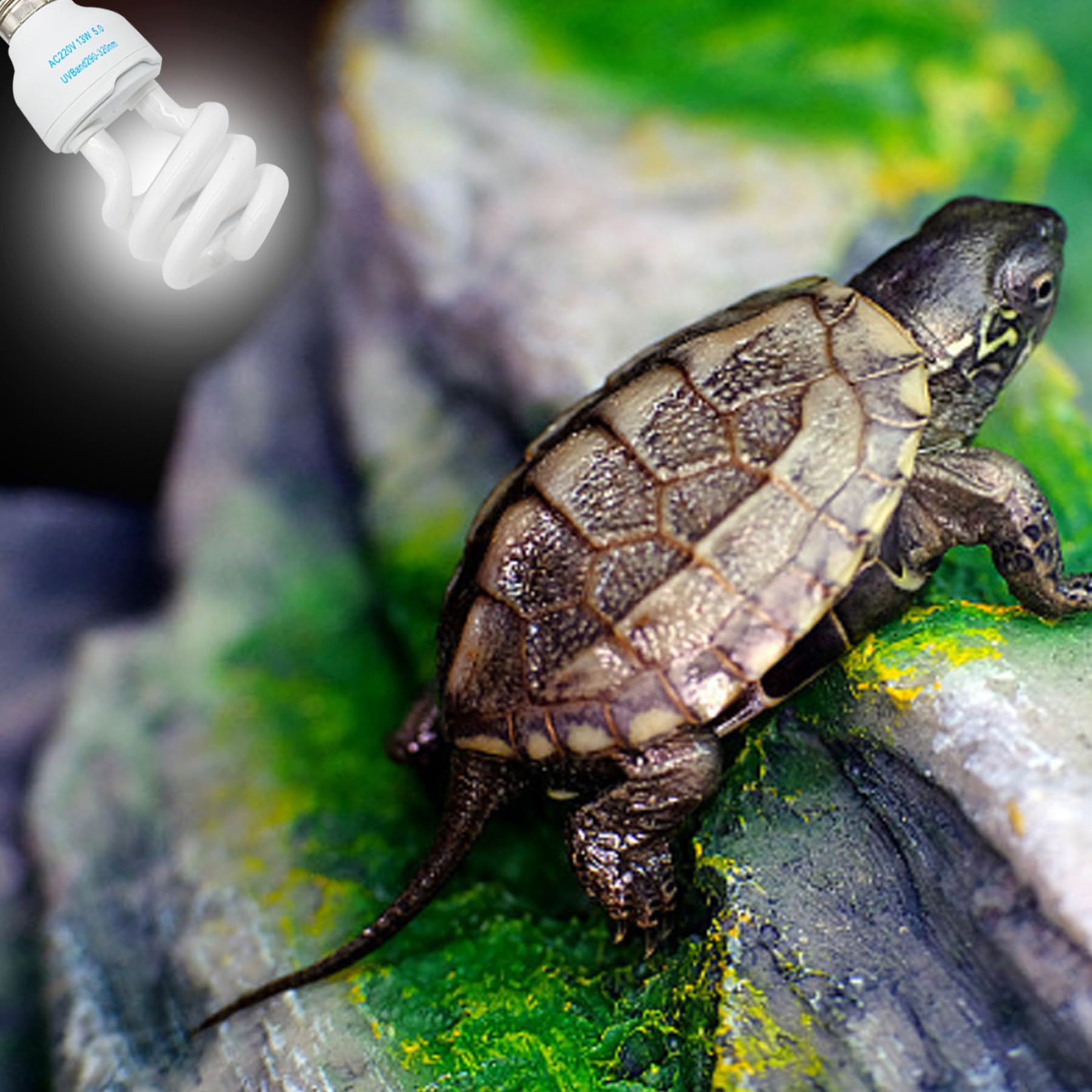 Bulbas UVB para Reptiles 5.0 UVB E27 Interfaz Reptiles subtropicales Ligera Azul Claro Blanco Luz de luz Fixtura para Tortugas, Bombillas de 13W para