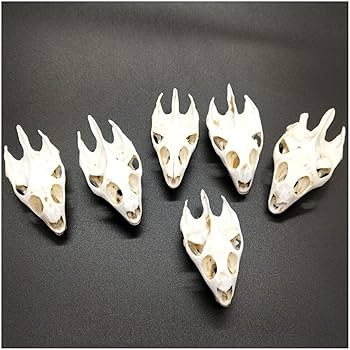 モコ　クサガメ　頭骨　首　骨格標本 Amazon.co.jp: 本物のカメの頭蓋骨標本、亀の骨標本、剥製