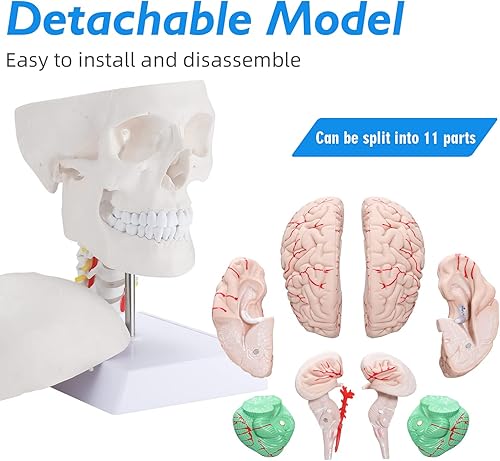Miniatura 4 de faruijie Modelo anatómico del cerebro Tamaño de la vida con vértebras cervicales - Modelo del cerebro humano Anatomía para el entrenamiento de