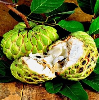 10PCS Custard Sugar Apple Fruit Tree Seeds Annona Squamosa Tropical Sweetsop Plant Fruit Tree Seeds