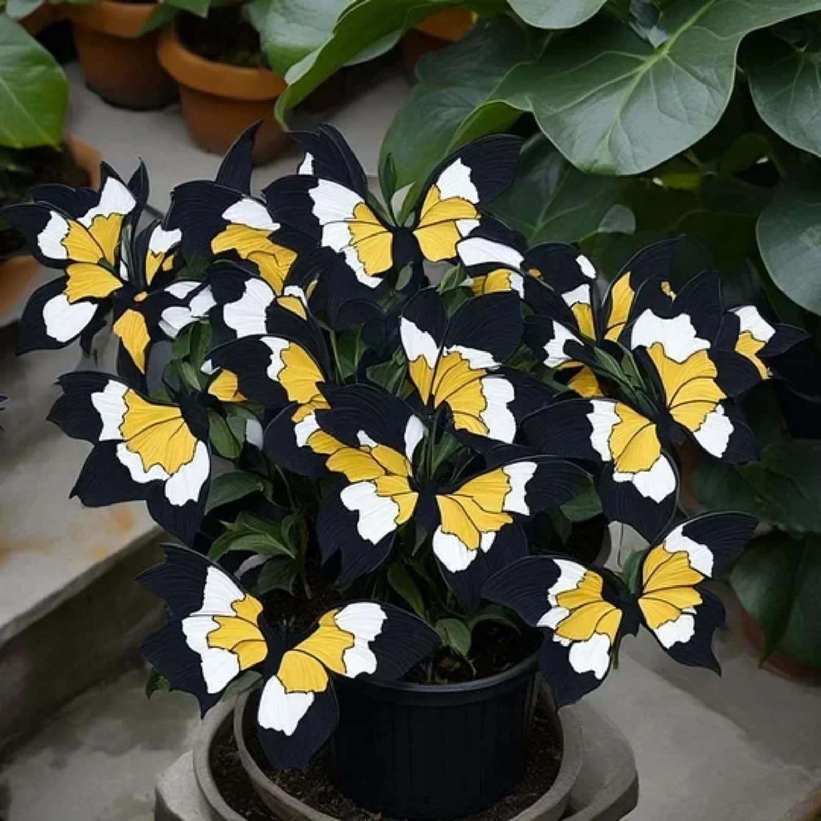 Perennial Hosta Bulbs for Planting Now UK-Brilliant Hosta-Grow-Excellent Display Shade Plants-8 Bulbs-C