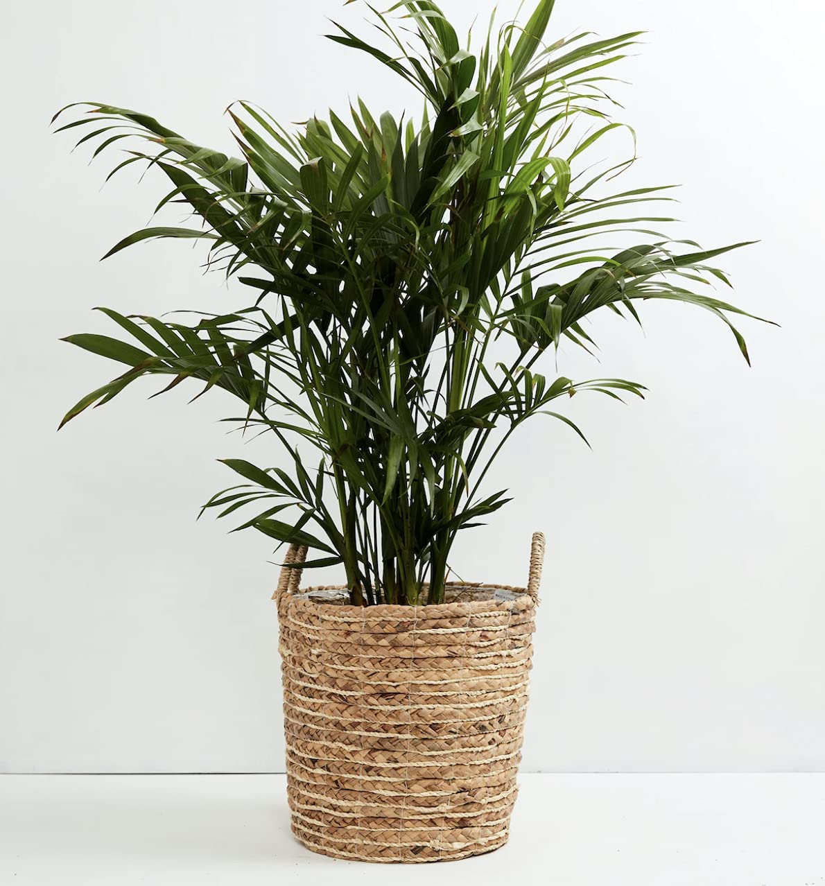 Amazon.com : American Plant Exchange Live Cat Palm  6-Inch Pot  Tropical  Houseplant with Soft Arching Green Fronds, Pet-Friendly Easy Care Indoor  Plant for Homes, Apartments, Offices & Indoor Jungle Dcor :