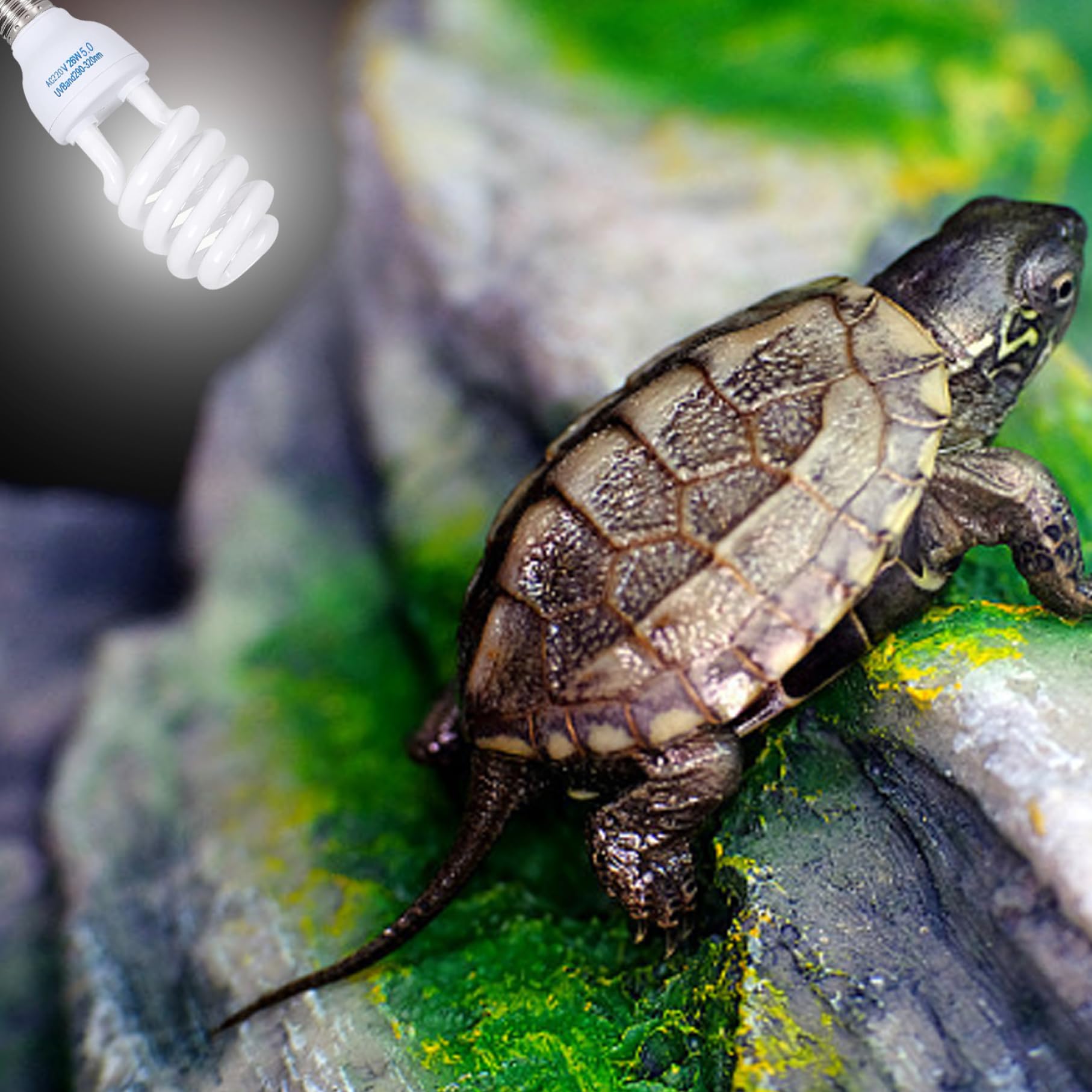 Reptile UVB Bulb 5.0 UVB E27 Interfaz Reptile SUBROPICAL LIGHTA Blanca Azula LIGHTIVE Reptil