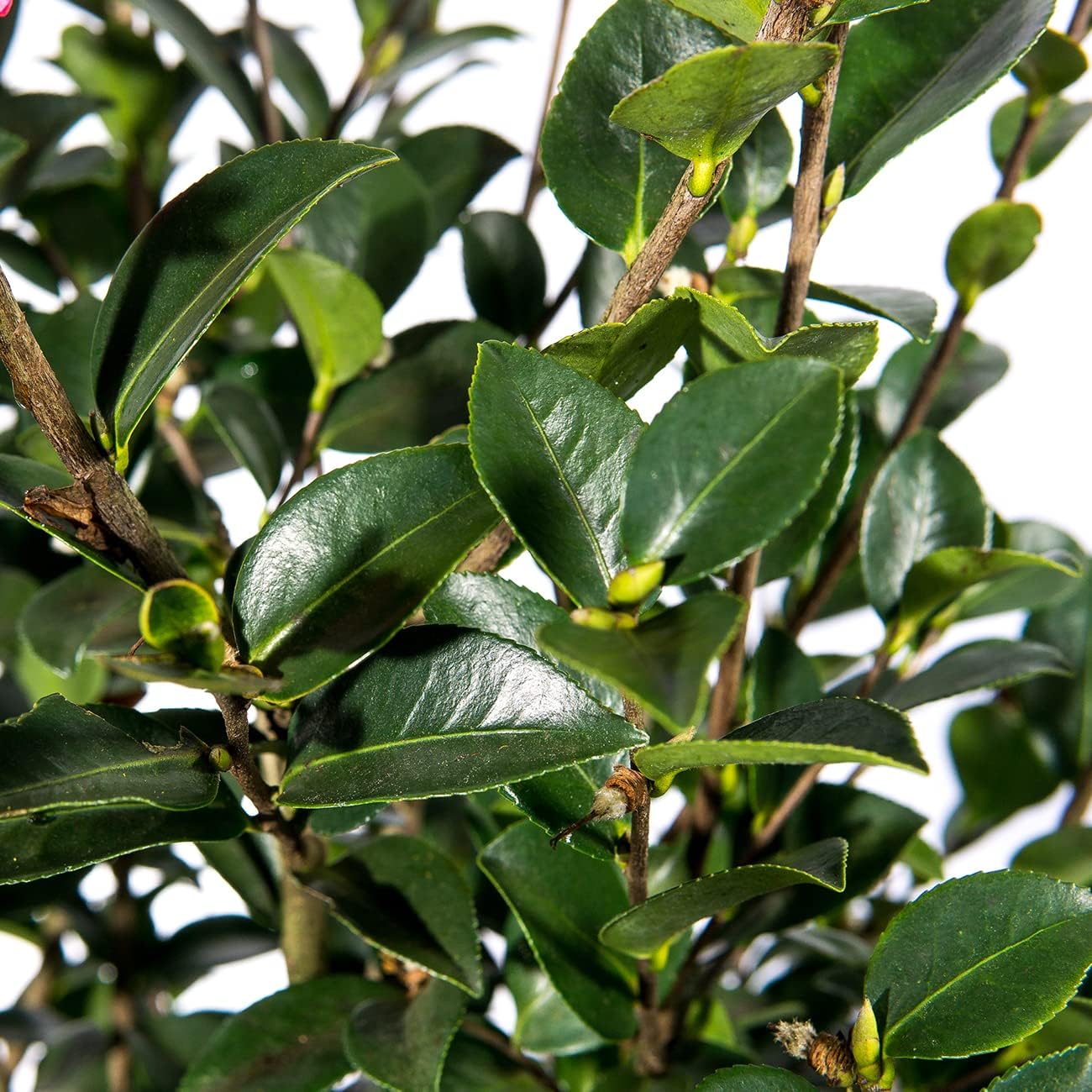 Perfect Plants Kanjiro Camellia Shrub 3 Gallon | Live Plant for Outdoor Planting | Hot Pink Flowers with Evergreen Foliage | Perfect for Sun or Shade Garden