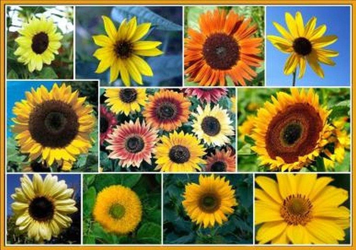 All Sorts Mix Sunflower Seeds Mix - A Breathtaking Combination of Varieties!!(1000 - Seeds)