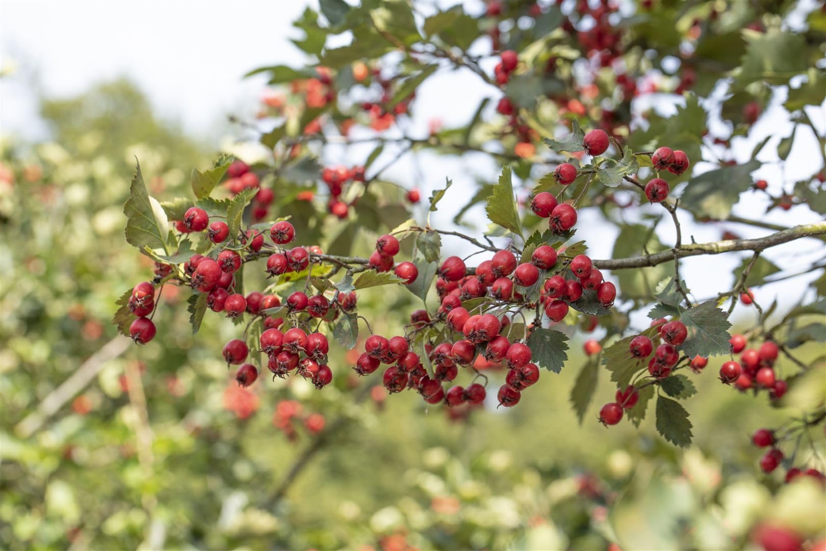 Scharlachdorn Crataegus coccinea 150-200 cm Heckenpflanze winterhart
