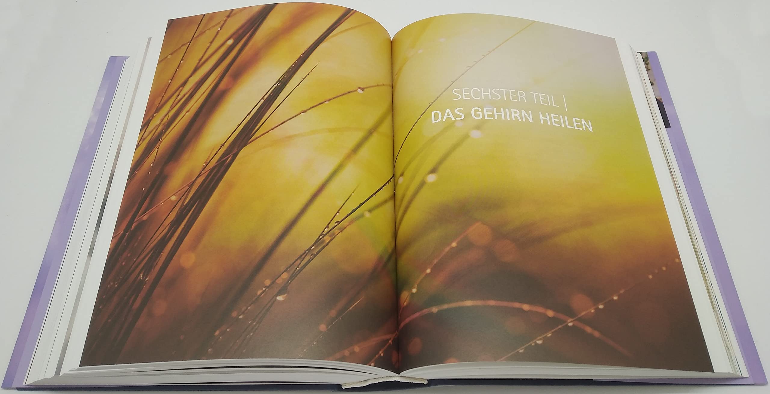 Heile dein Gehirn - Das Basisbuch: Die Wahrheit über Angstzustände, Depression, Long Covid, chronische Erschöpfung, Alzheimer und Demenz - Schutz und Heilung für unser wichtigstes Organ
