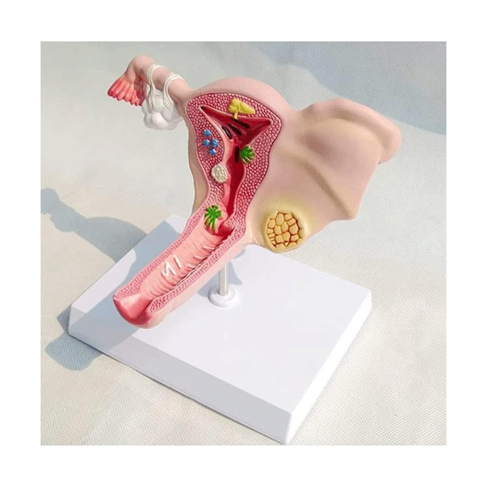 OUFEIJIA Female Uterus Model Gynecology Ovaries and Uterus Model Showing Uterus Ovaries Vagina for Teaching Learning Display Tool