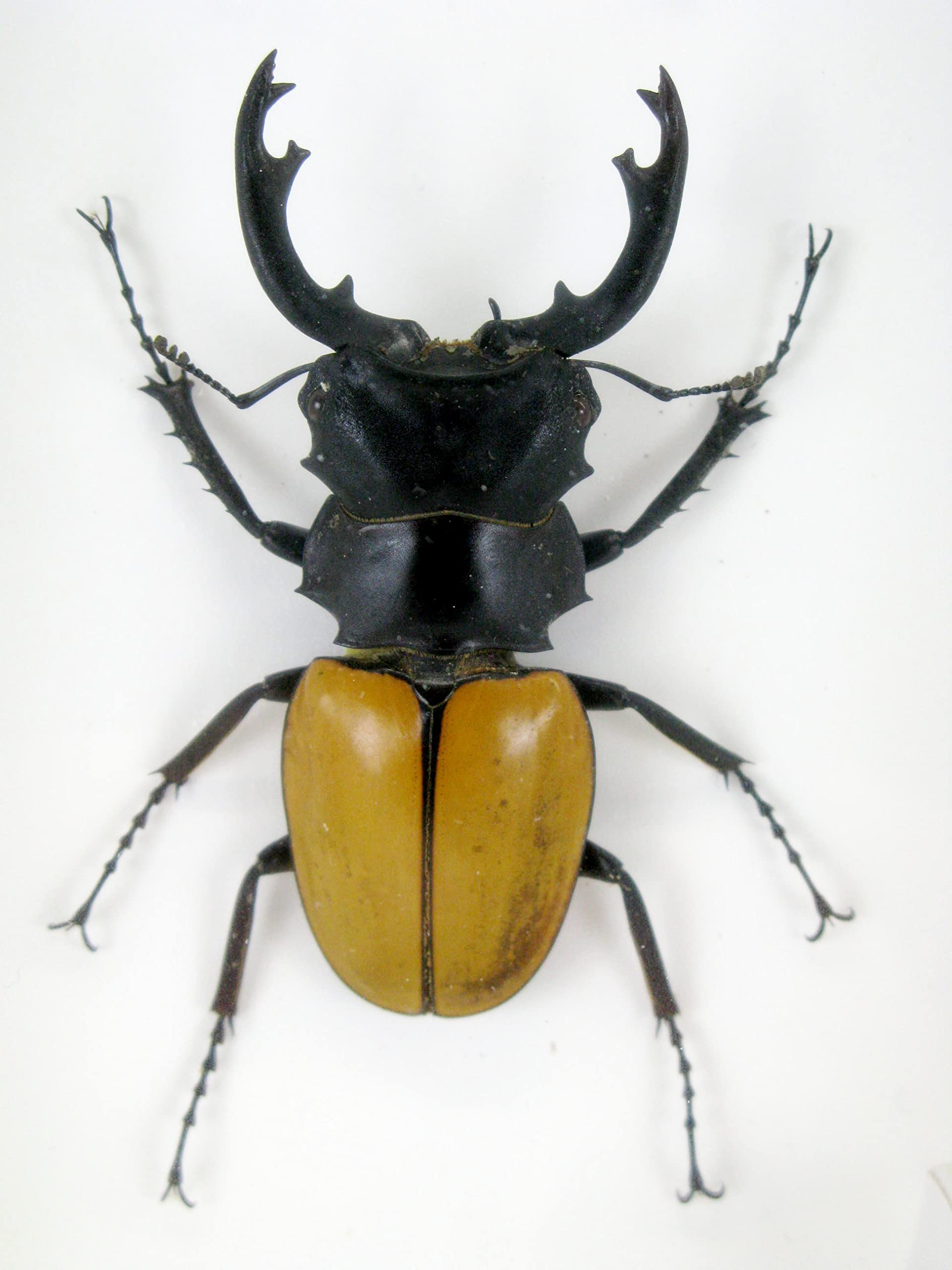 Veramente preparate e gigantesche insetti, cicale e bruchi in espositore in legno dietro vetro (2 Odotolabis elegans chiuse)