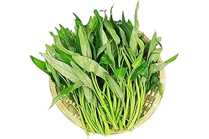 Rau Muong seed Vietnam: 1200+ Kong Xin CAI Vegetable Seeds