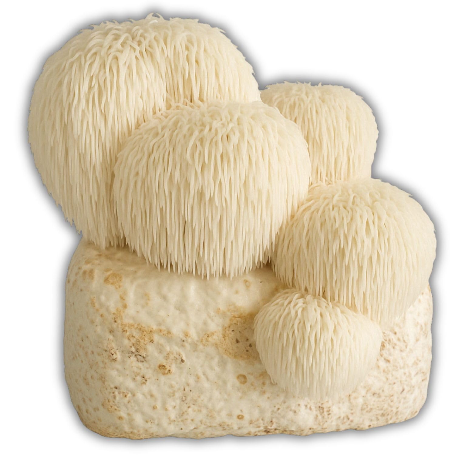 Hawlik Pilzbrut Kit de culture de champignons pour Lion's Mane/Hericium erinaceus - Culture de champignons bio pour une culture facile à la maison - Kit de culture de champignons à épines de hérisson