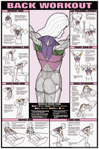Back Workout Fitness Chart (Co-Ed)