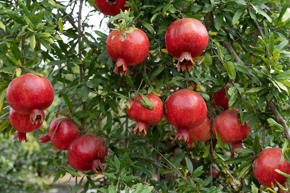 See full amazon price history chart for Pomegranet Red Bhagwa fruit Tree,Plant (Anar Ka Podha) with Pot-4 Pomegranet Red Bhagwa fruit Tree,Plant (Anar Ka Podha) with Pot-4 (B08BYKKM79) Amazon Price History, Amazon Price Tracker
