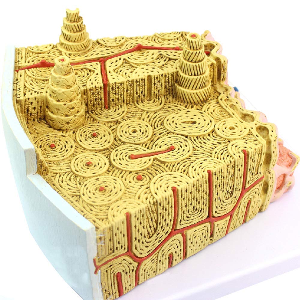 GTHTUHFD Educational Model Human Bone Structure Model Bone Marrow Structure Magnification Model Human Bone Marrow Micro Structural Model,Medical Models