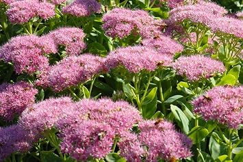 Sedum Brilliant Award-Winning2 Live Plant/Root Perennial, Great