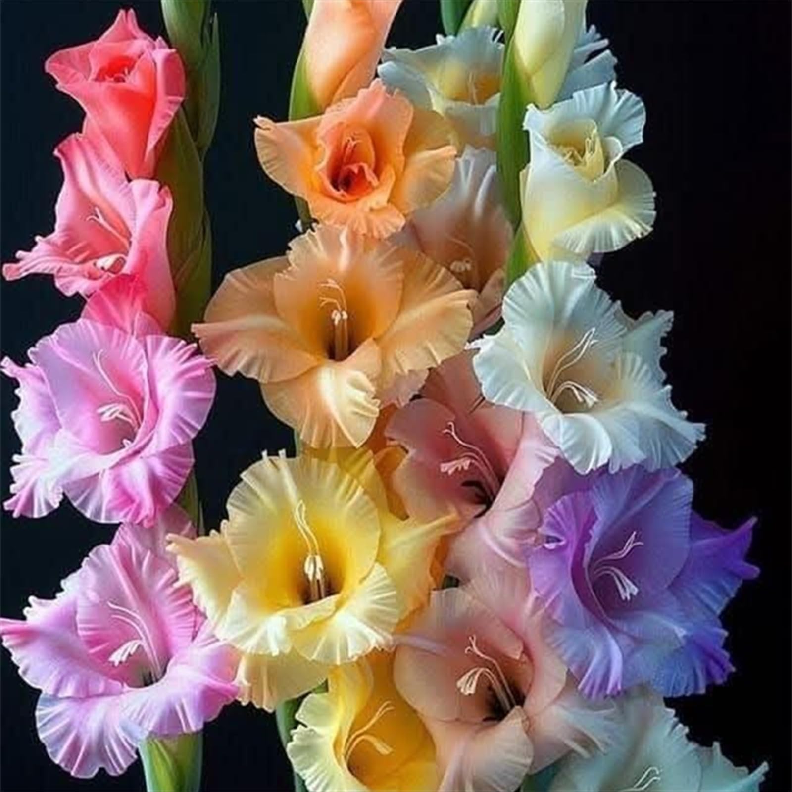 Gladiolus Bulbs for Yard Display, Multi-Purpose Decor Striking Landscape Bulbs-3bulbs