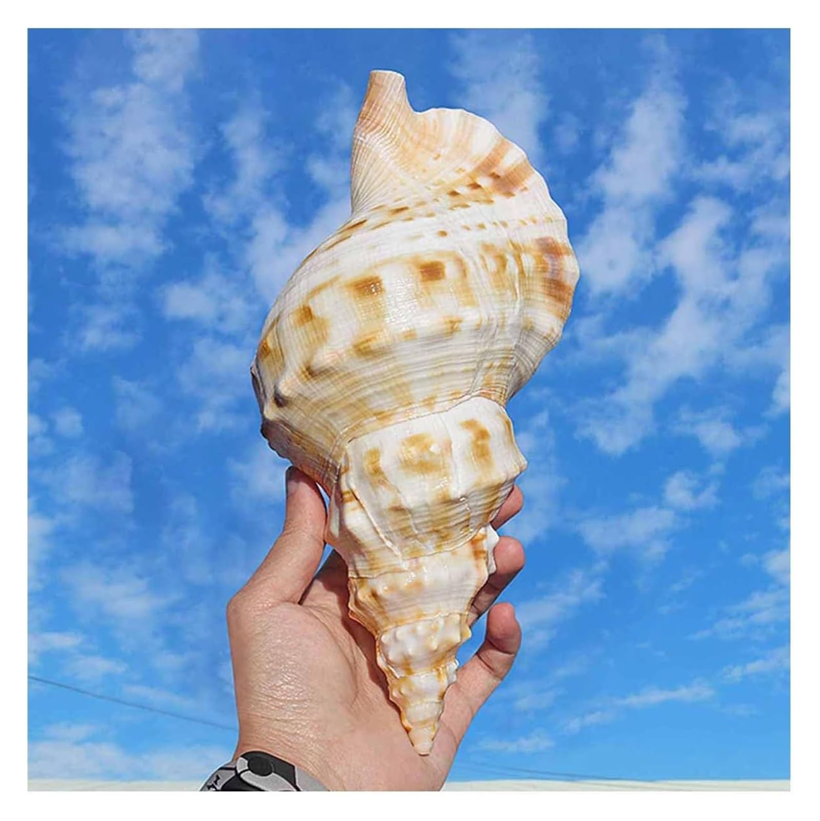 YKMYXZ shells， Super Large White Frog Snail 17~22Cm for DIY,Wedding Decor Beach Theme Party(19~20cm)