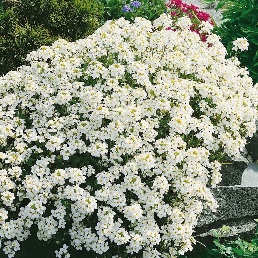 Eden Brothers Rock Cress Seeds - Snow Peak