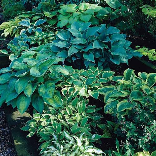 Mixed Hosta Perennials (6 Pack of Bare Roots) - Great Hardy Shade Plants