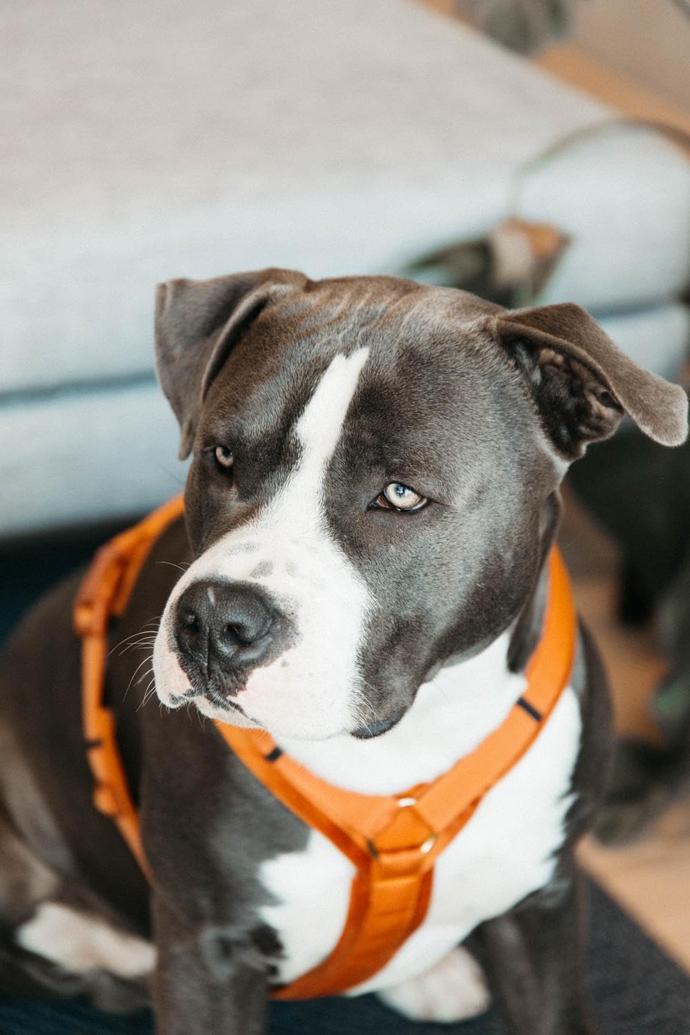 Geschirr für aktive Hunde Kentucky Velvet