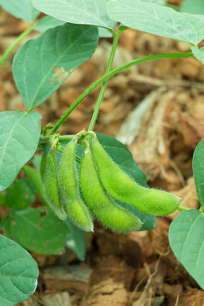 Amazon.com: Edamame Be Sweet Soybean Seeds, (200 seeds). Be