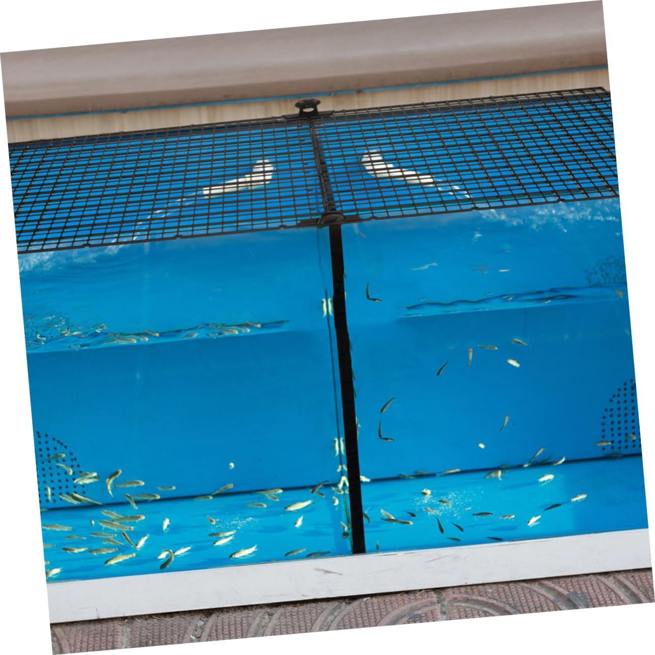 BESPORTBLE 1set Aquarium Isolation Board for Fish Tank Divider Panels Cups Jump-Resistant Design Expands Fish Living Space and Reusable