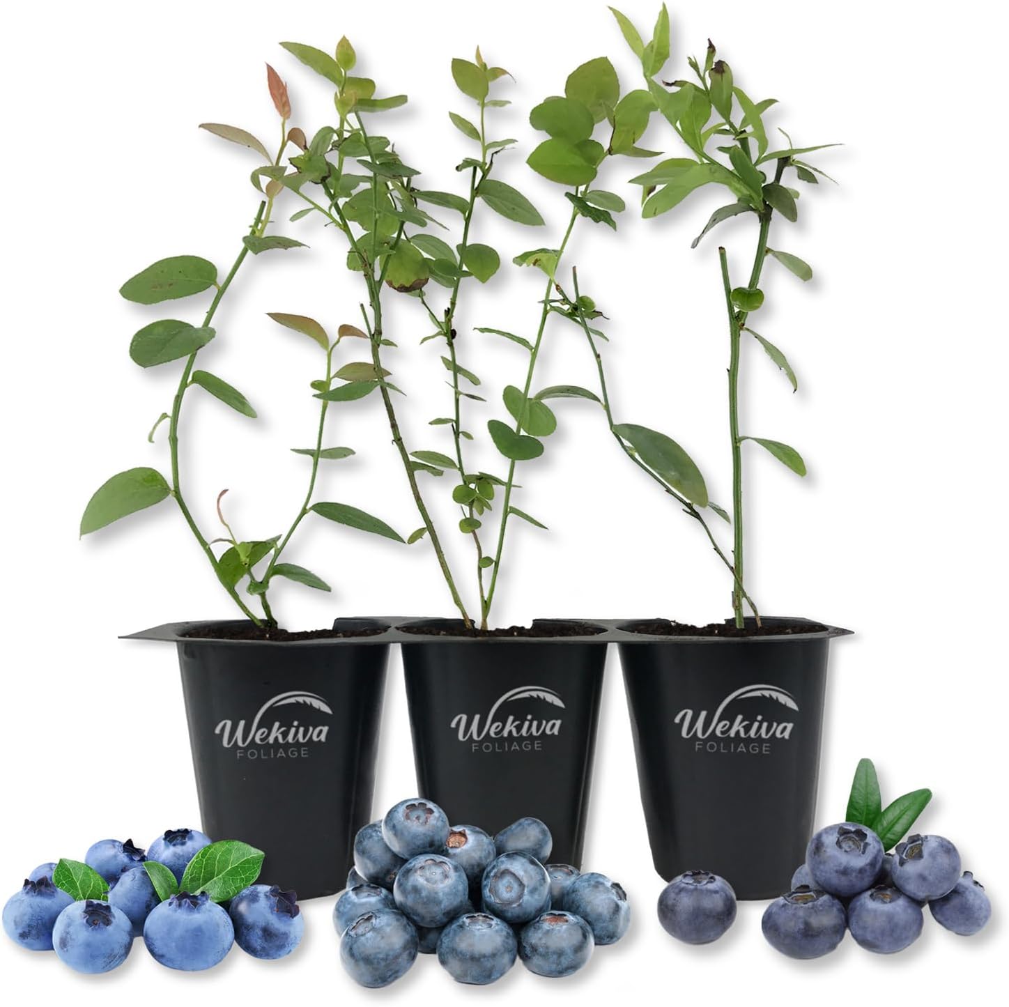 Blueberry Variety Pack - 3 Live Tissue Culture Starter Plants - Fruit Plant for Your Edible Garden